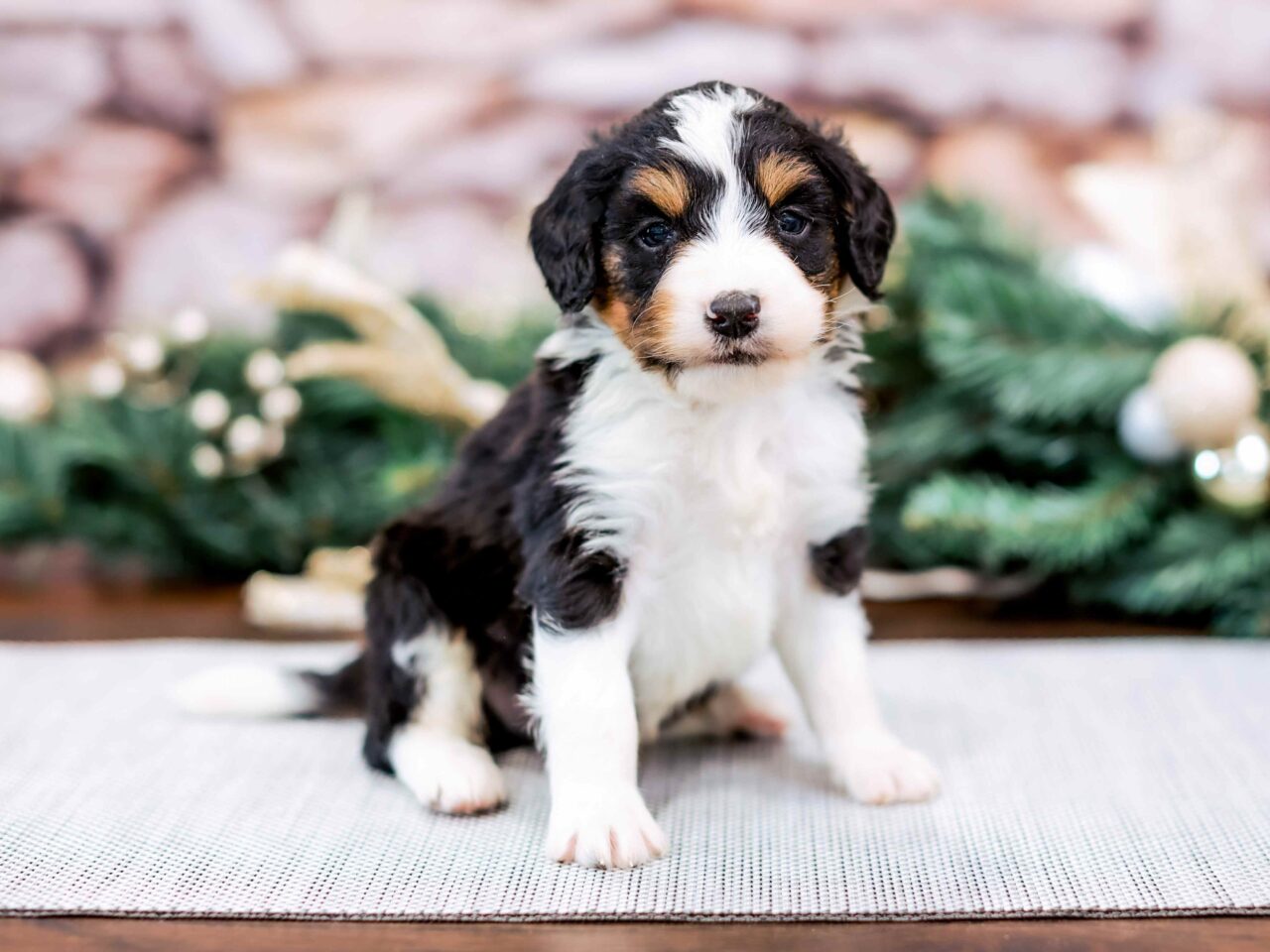 Tri-color Mini Bernedoodle Puppy For Sale