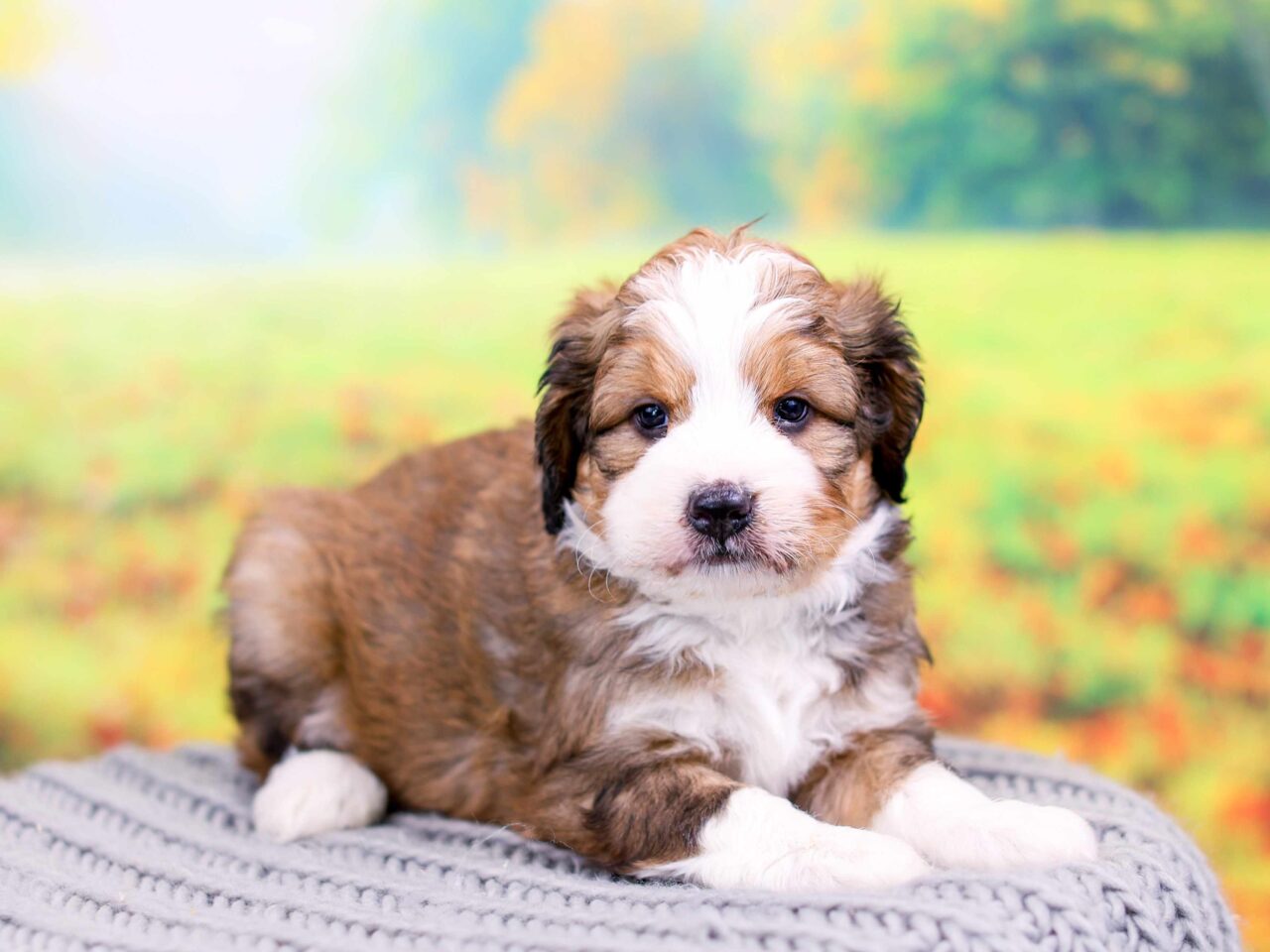Sable Bernedoodle Puppy near Chicago Illinois