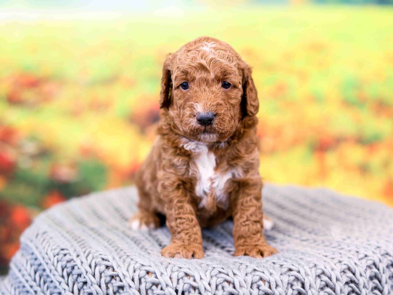 Mini Goldendoodle Puppy near Chicago Illinois