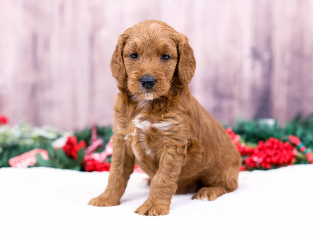 mable mini goldendoodle 6