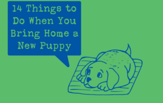 14 Things to Do When You Bring Home a New Puppy