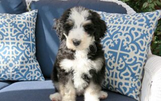 A cute bernedoodles puppy sitting on a couch with pillows