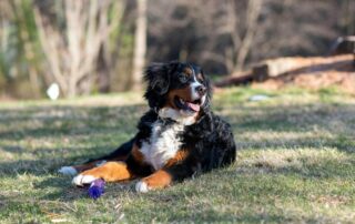 A Bernese Mountain Dog on the Grass