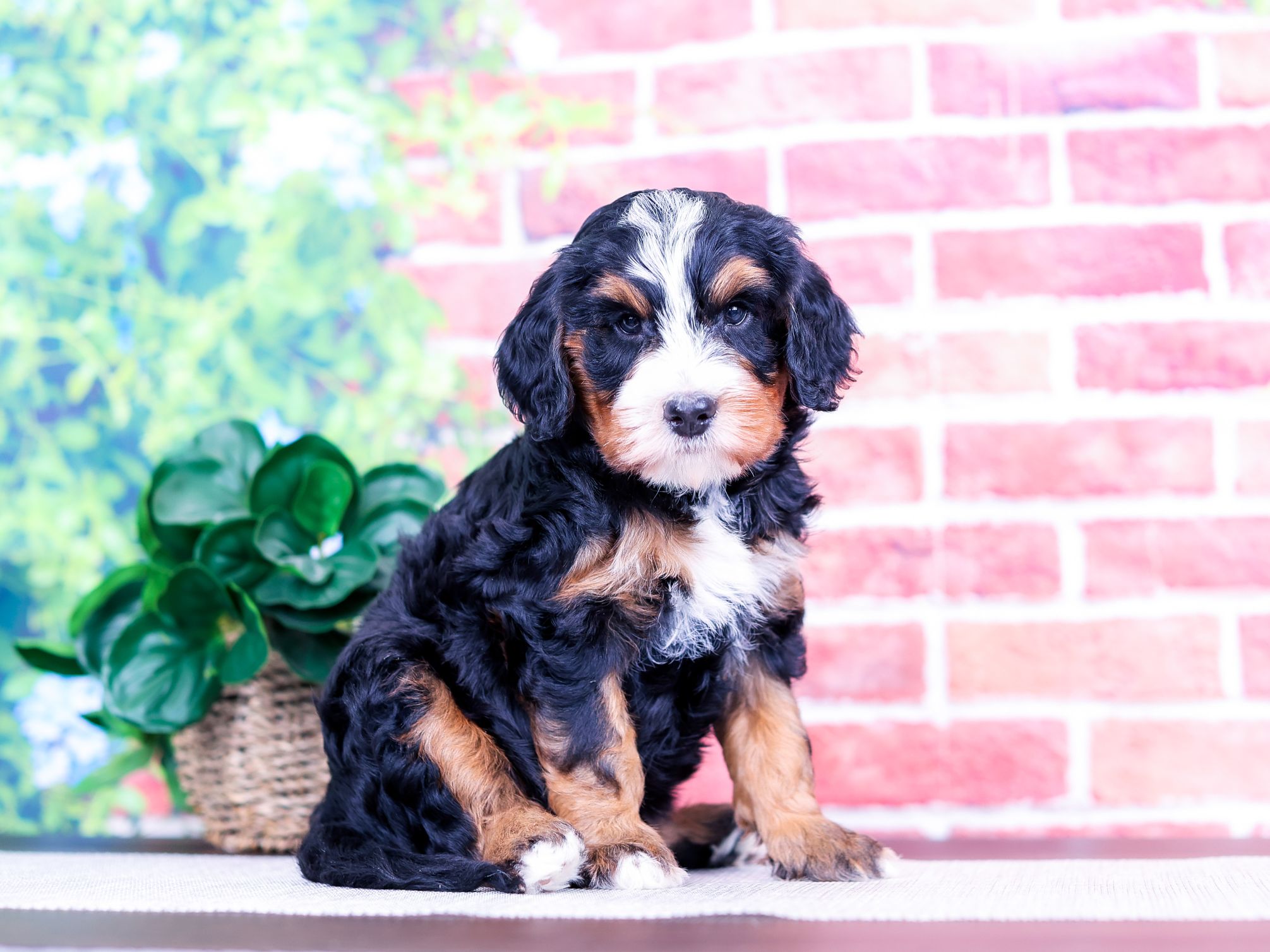 Alex the puppy