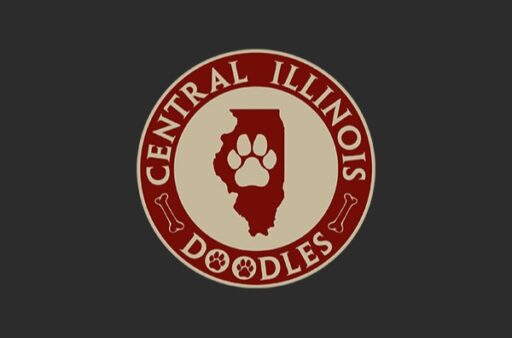 Bernedoodle Puppies for sale Illinois
