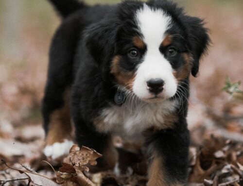 Bernedoodle Colors Guide: Unveiling the Stunning Coat Variations