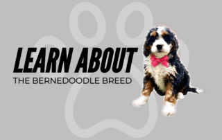 Learn more about The Bernedoodle breed and it's size