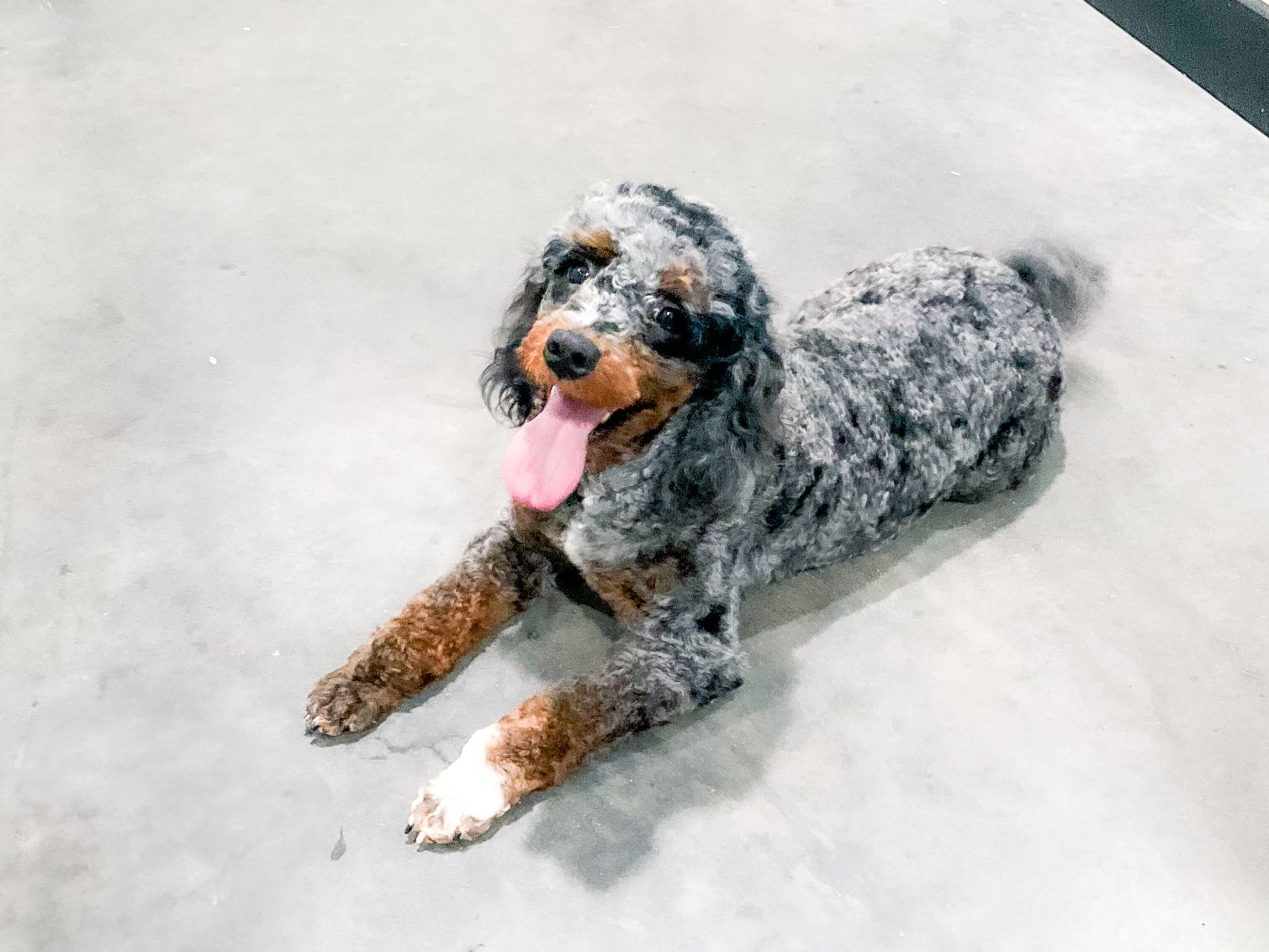 Blueberry 2 1 compress7