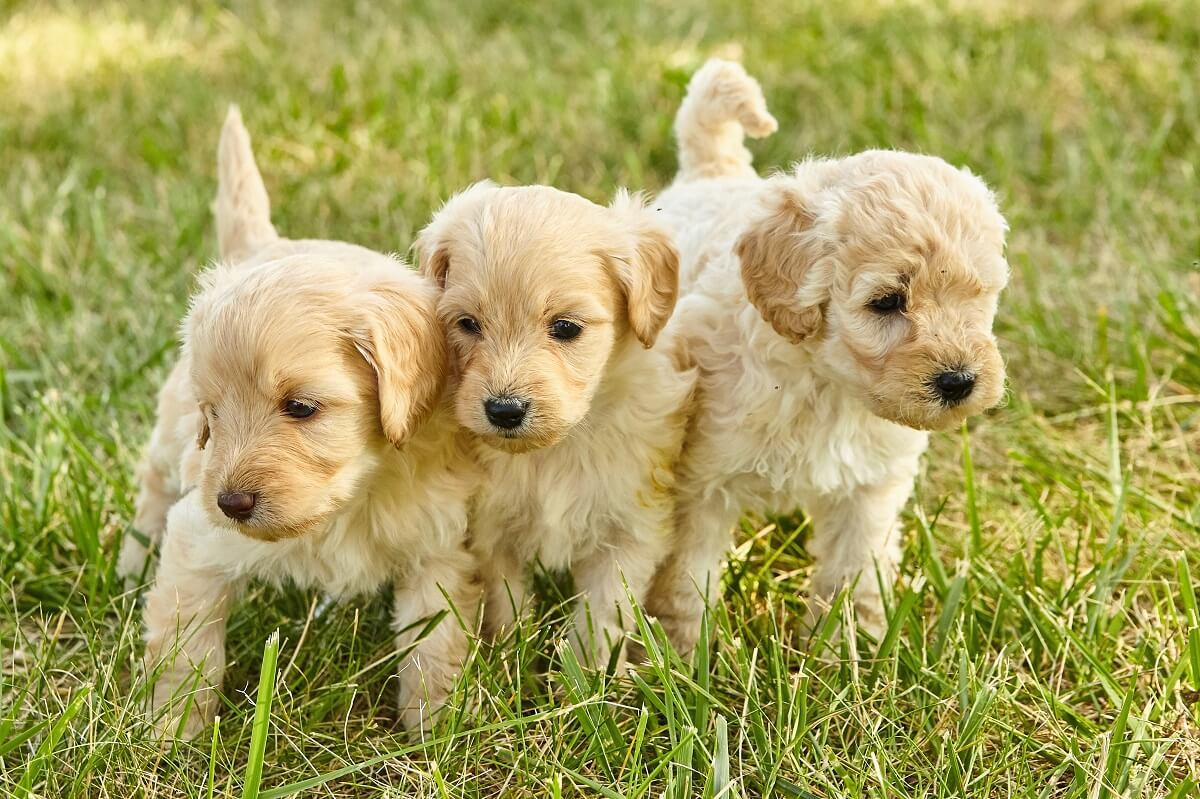 Bringing Home a Goldendoodle Puppy - The Essential Shopping List
