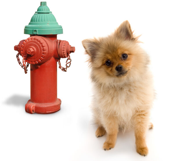 Pomeranian posing next to a fire hydrant on a white background