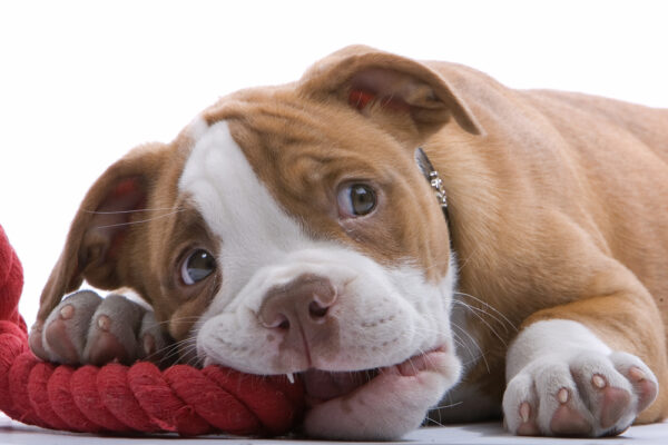 Boxer puppies lying on his belly, biting a red rope and looking on up