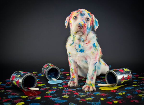 A silly Lab puppy looking like he just got caught getting into paint cans and making a colorful mess.