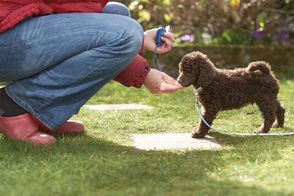 Lead and clicker training for a miniature poodle puppy in the garden.