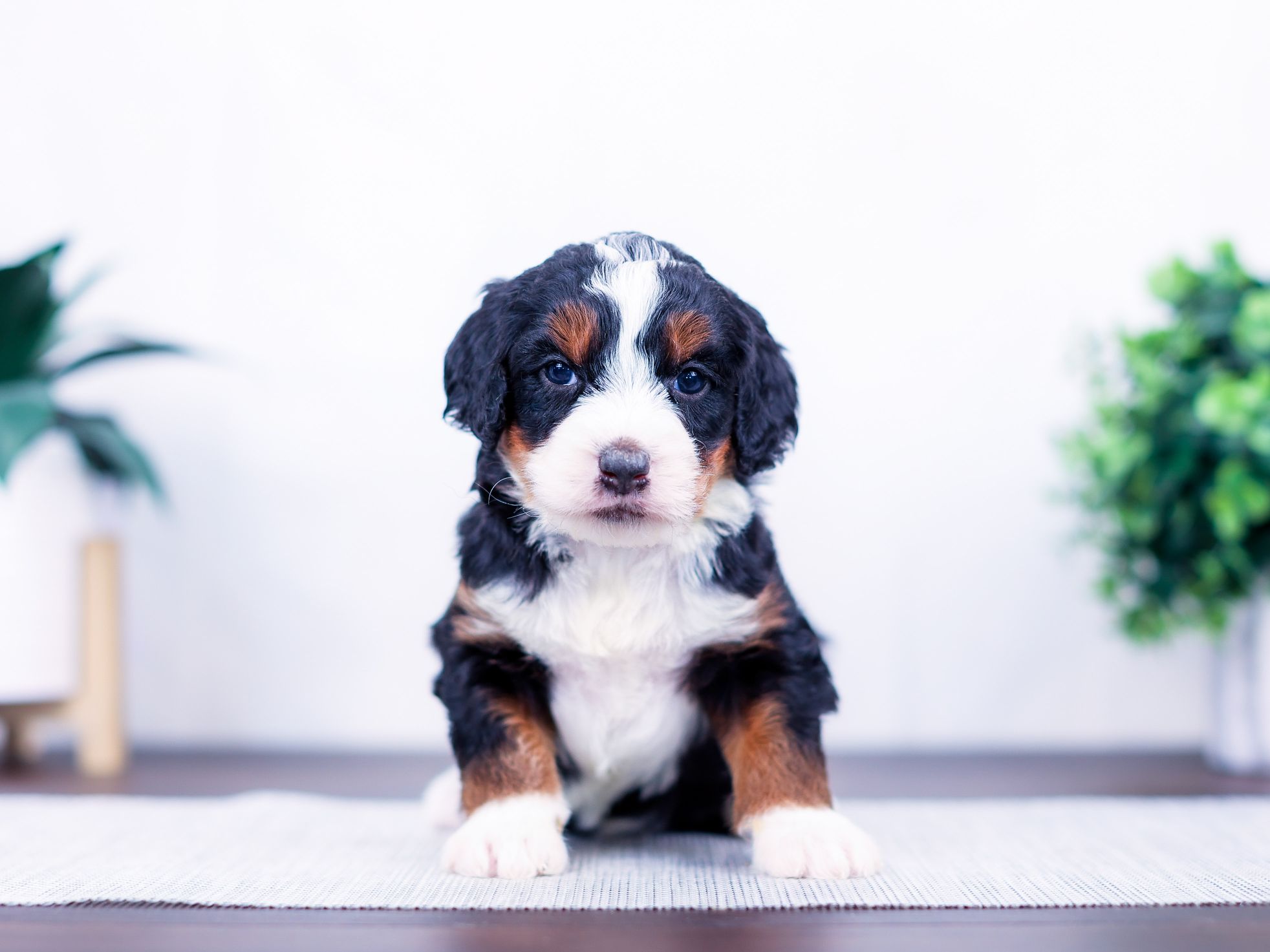 Eleanor Eleanor the puppy