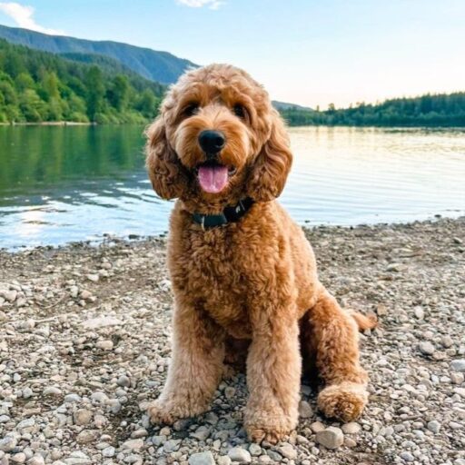Goldendoodle dog sitting on the bank of a lake