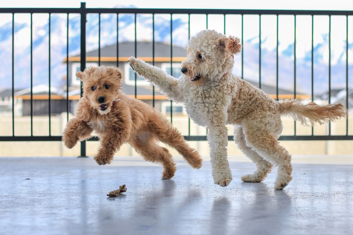 Goldendoodle playing
