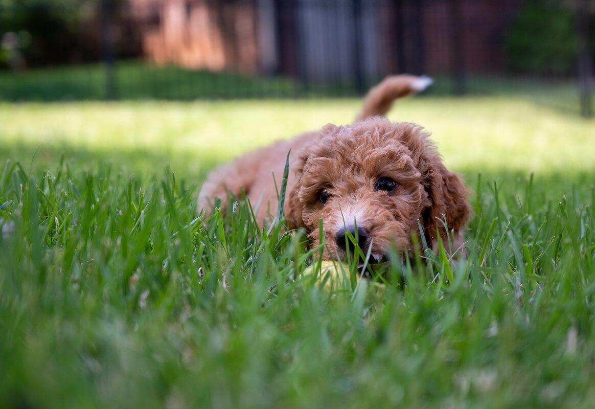 Goldendoodle puppy playing with a ball in the grass
