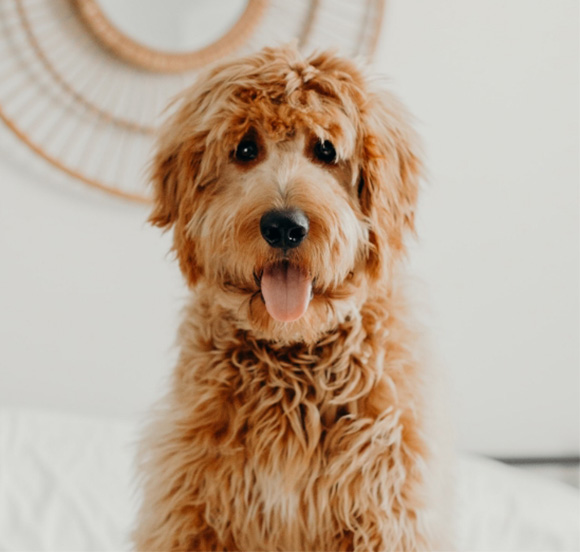 Adult Goldendoodle dog