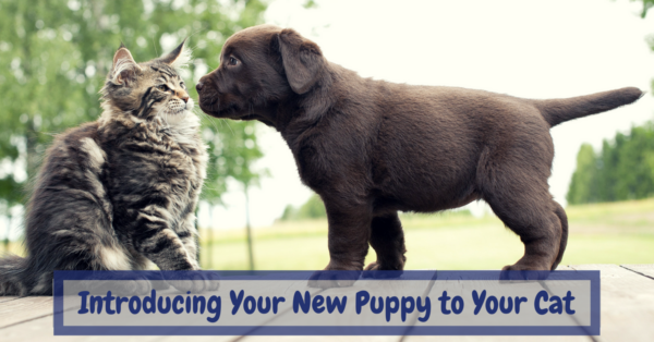 Introducing-Your-New-Puppy-to-Your-Cat