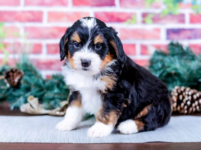 Bernedoodle puppy