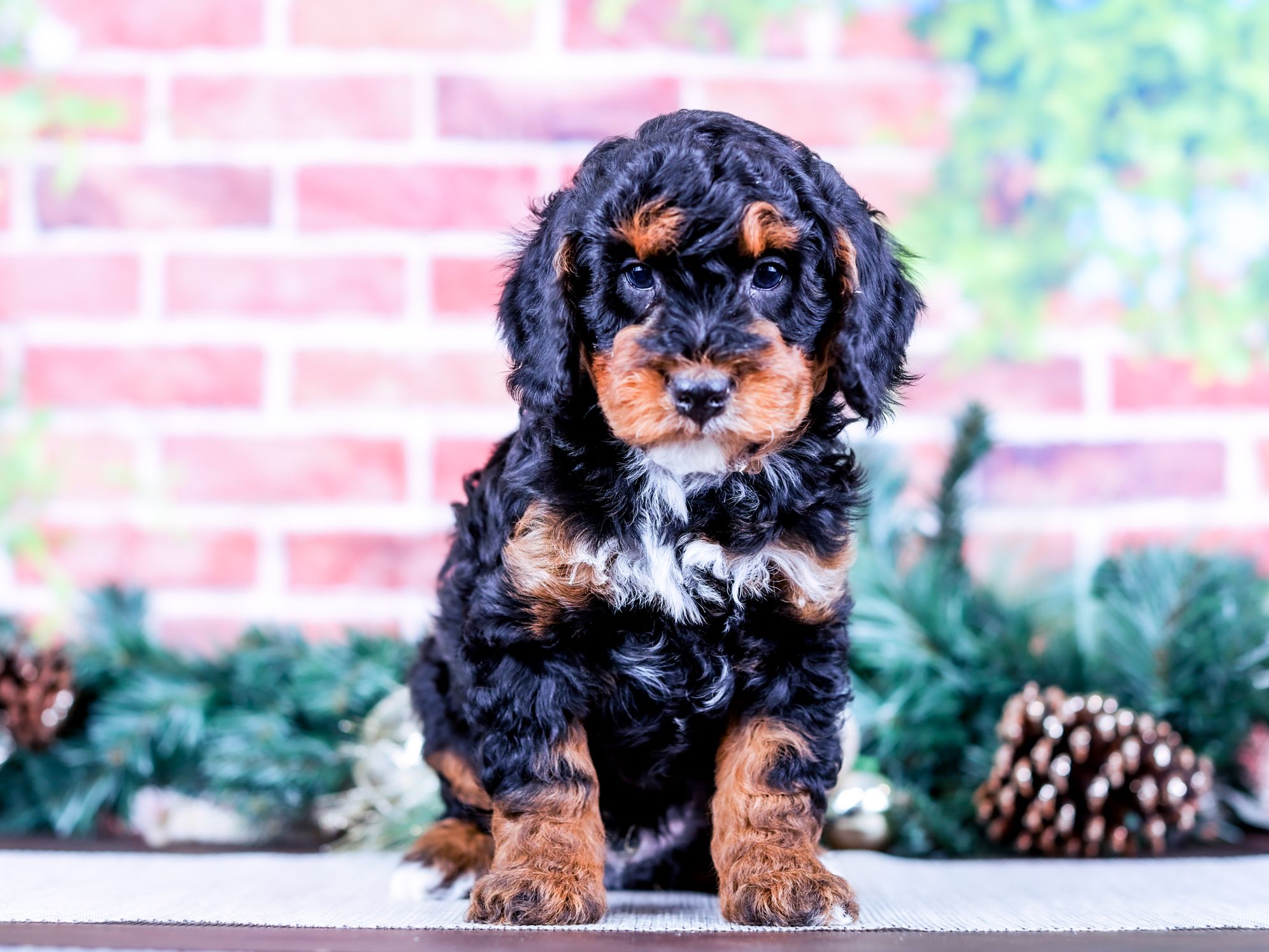 Brownie the puppy