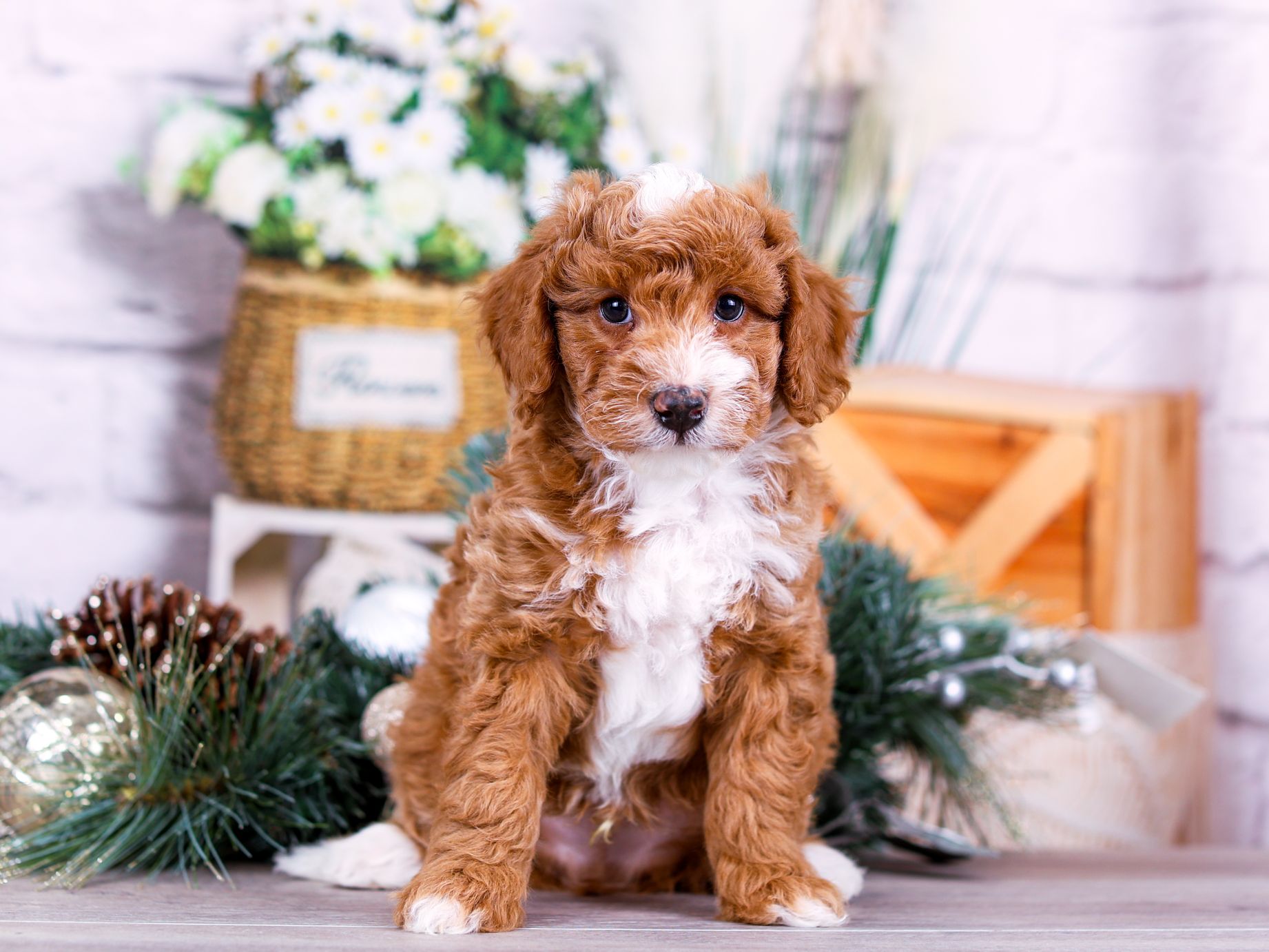Blaze the puppy