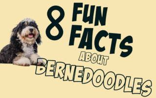 Eight Fun Facts About Bernedoodles