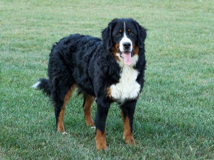 Bella Bernese Mountain Dog