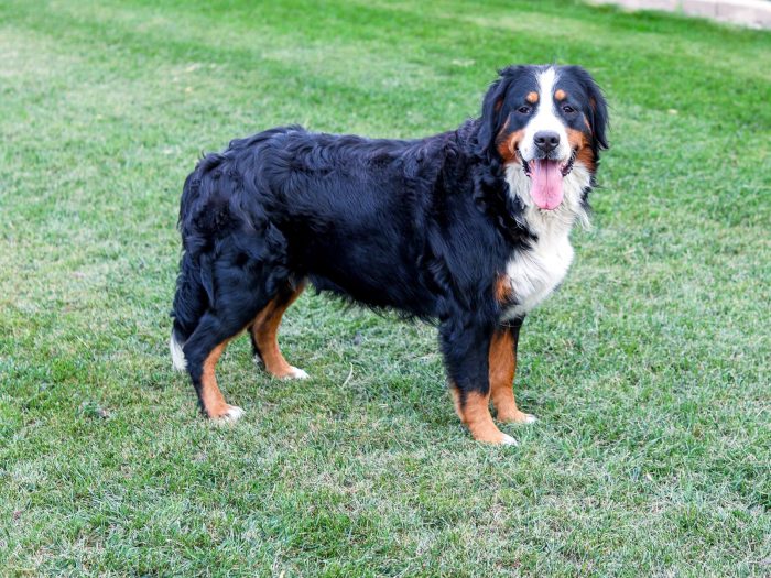 Maisy