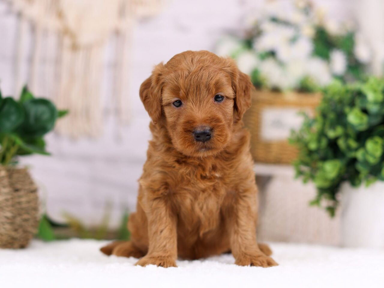 Mini Goldendoodle Puppy