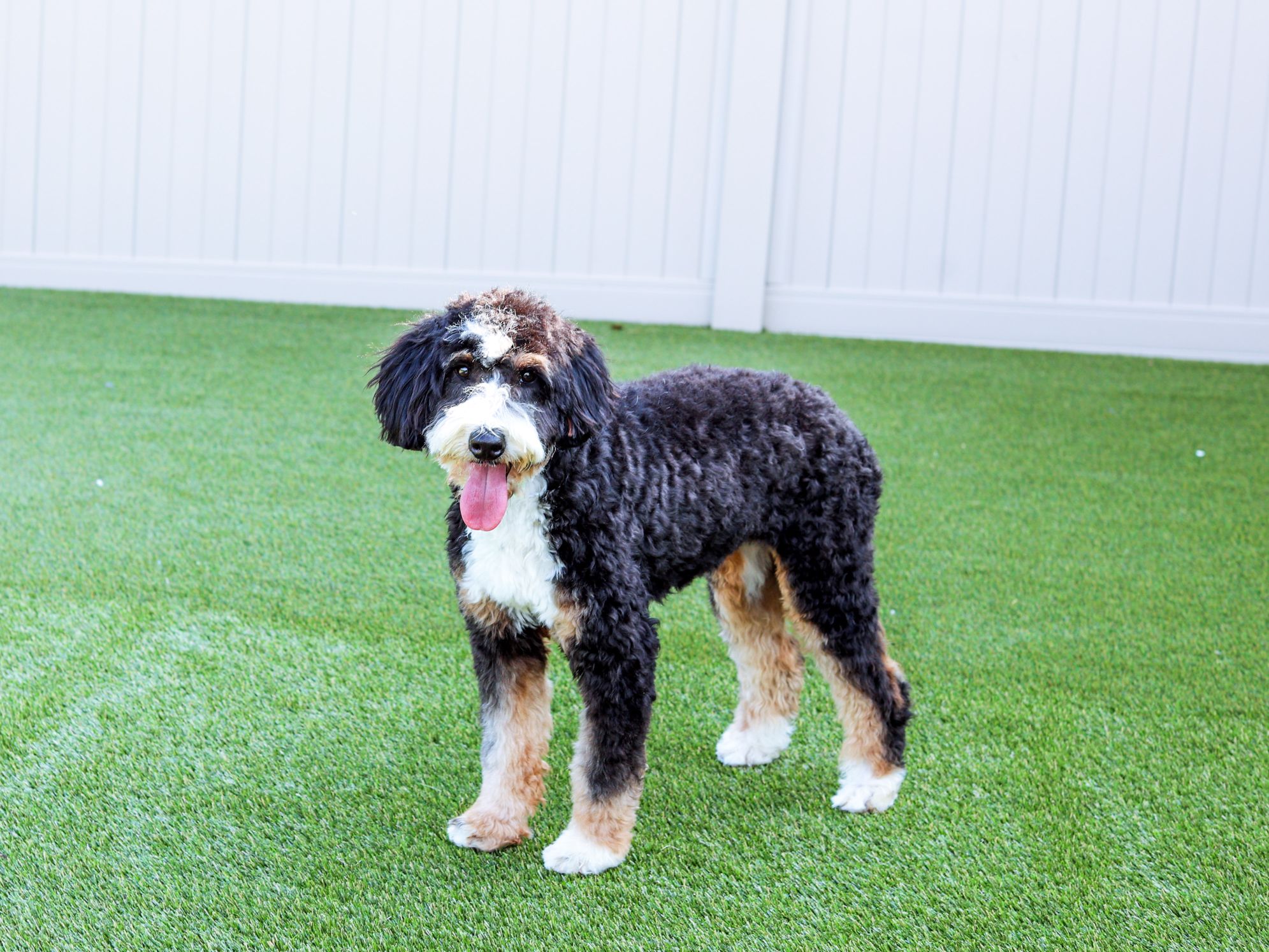 Missy Bernedoodle Mother