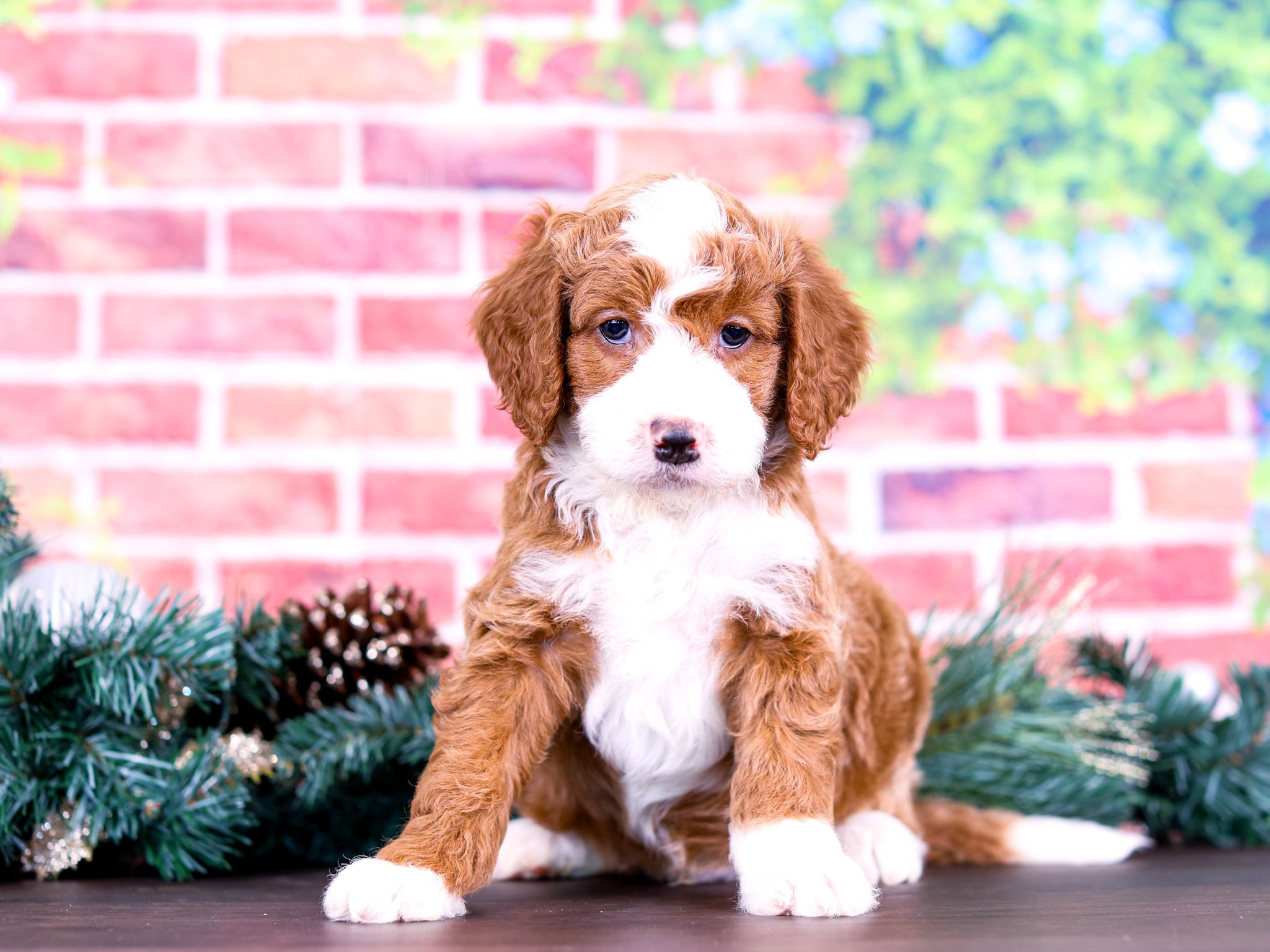 Callum the puppy