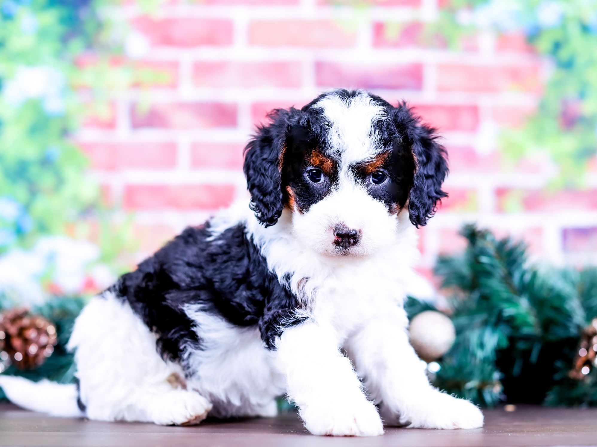 Alaska the puppy