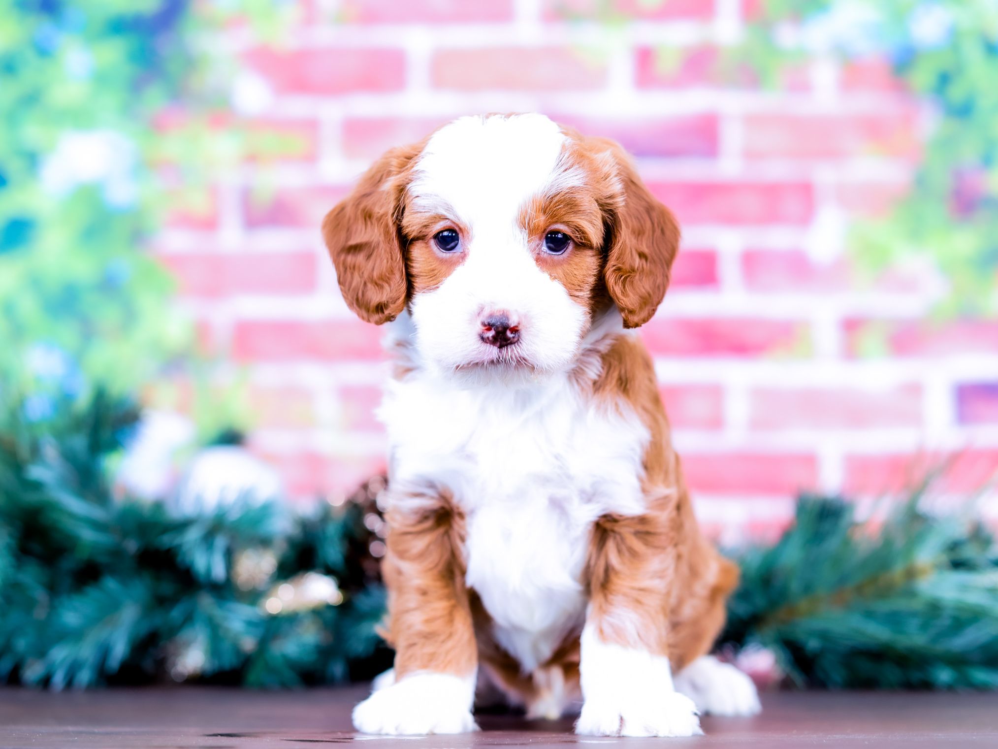 Chex the puppy