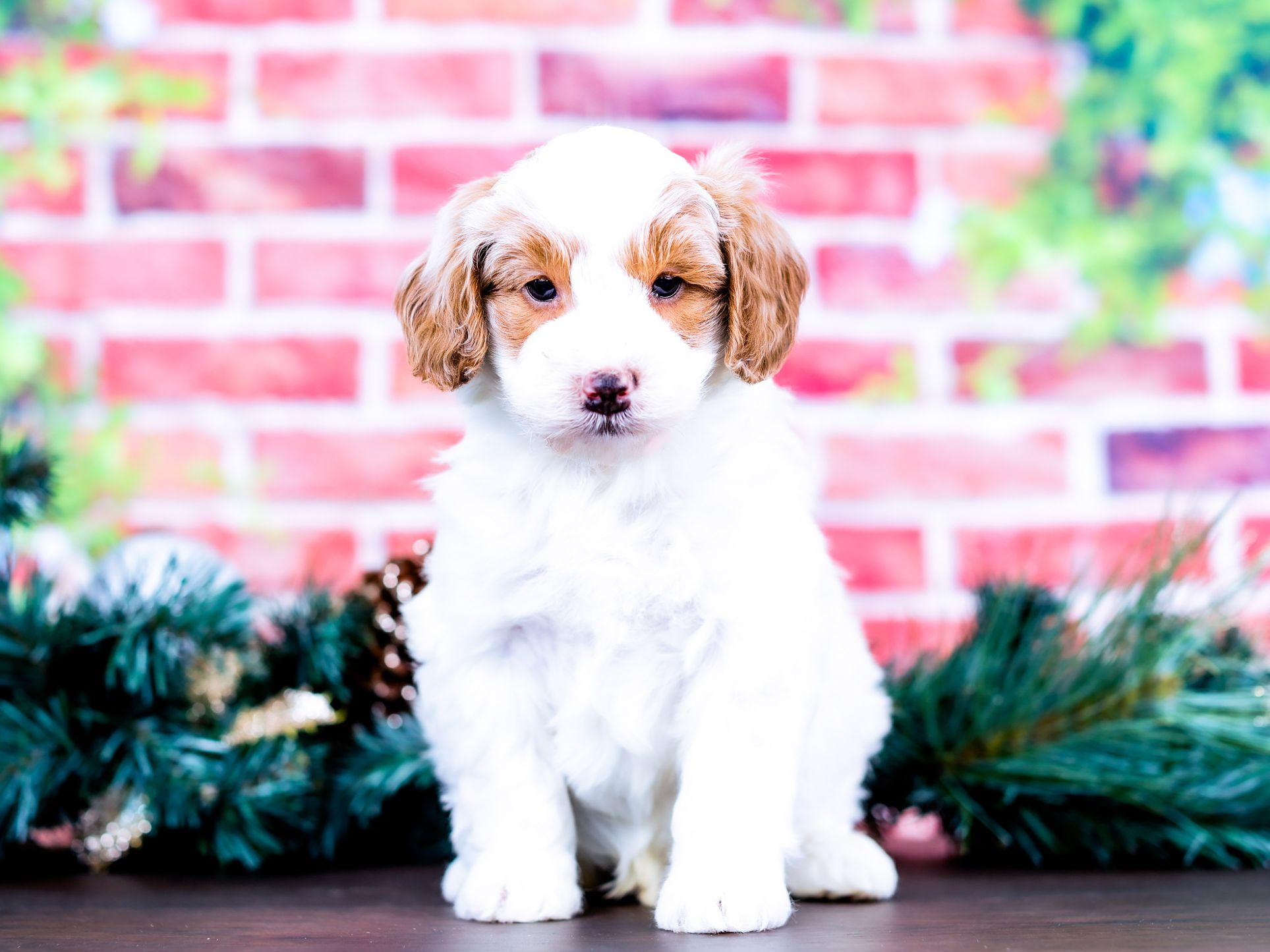 Claus the puppy