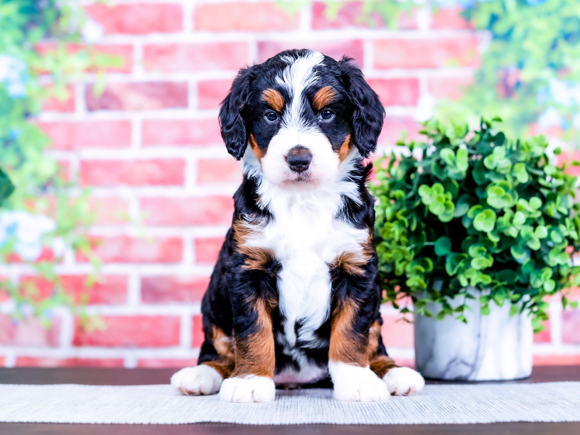 Megan the puppy