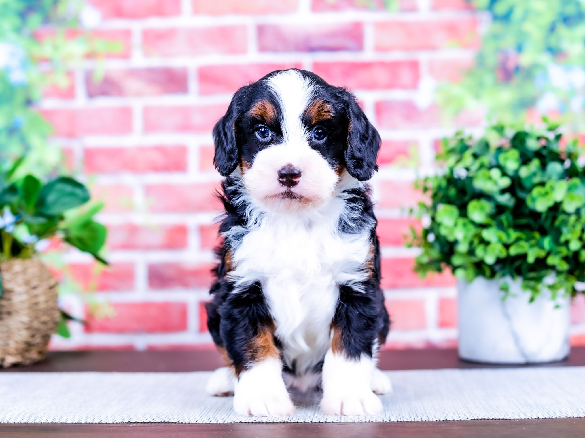Miley the puppy