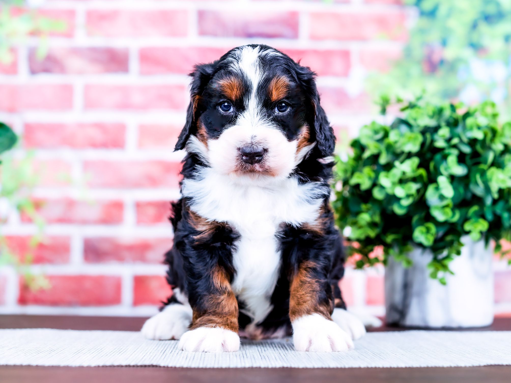 Colt the puppy