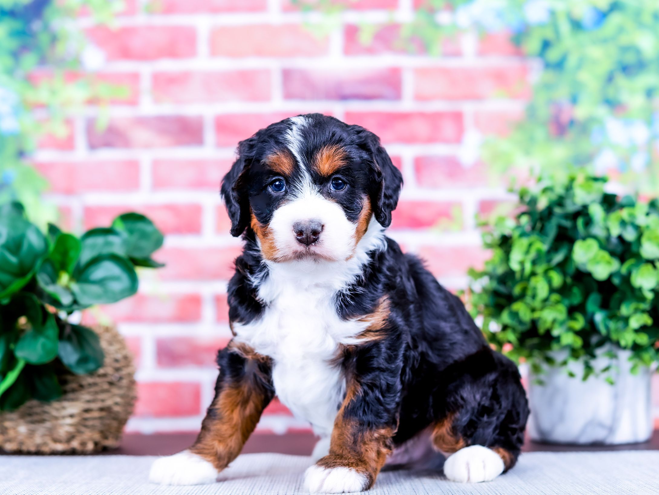 Dash the puppy