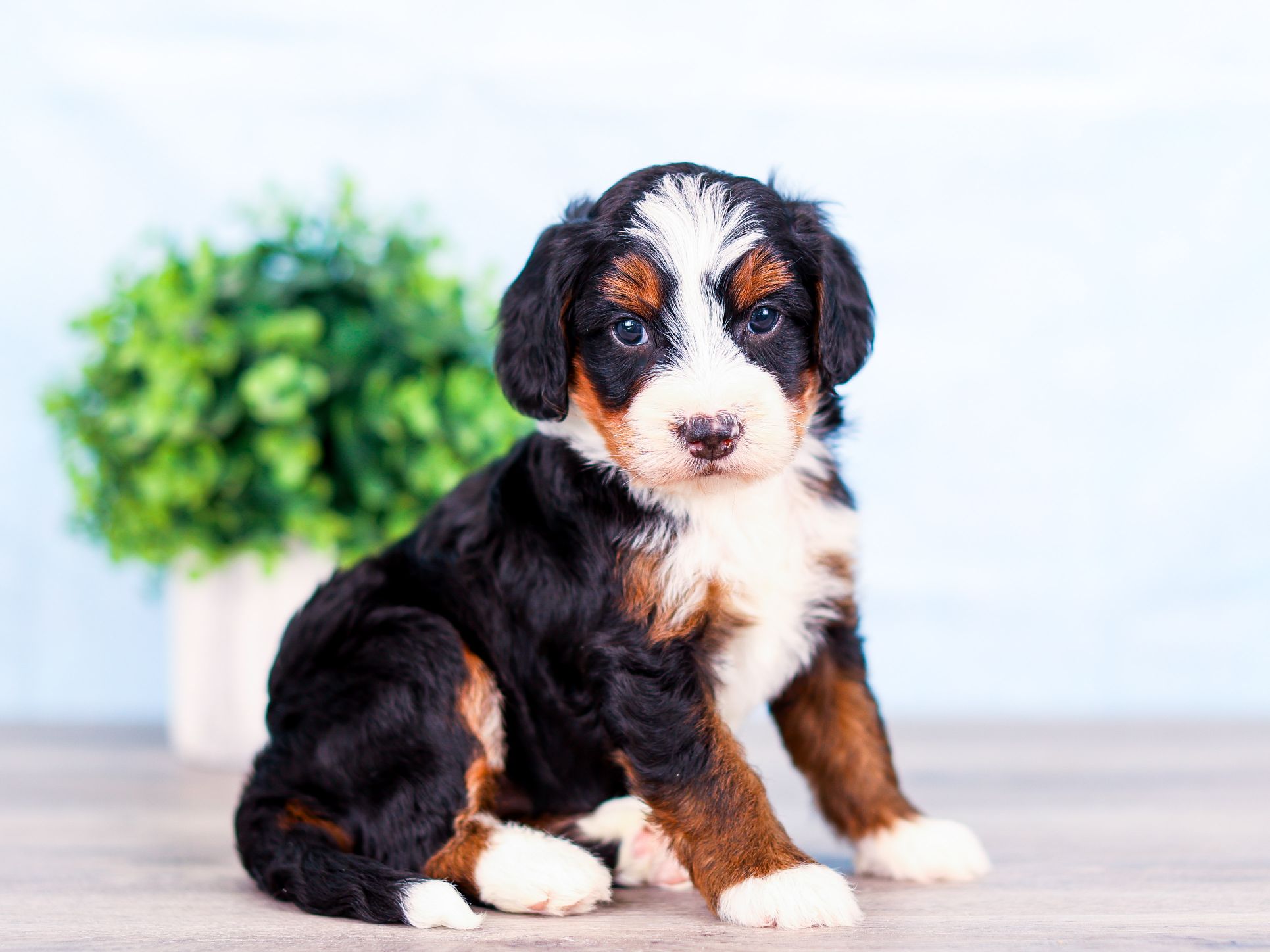 Stone the puppy