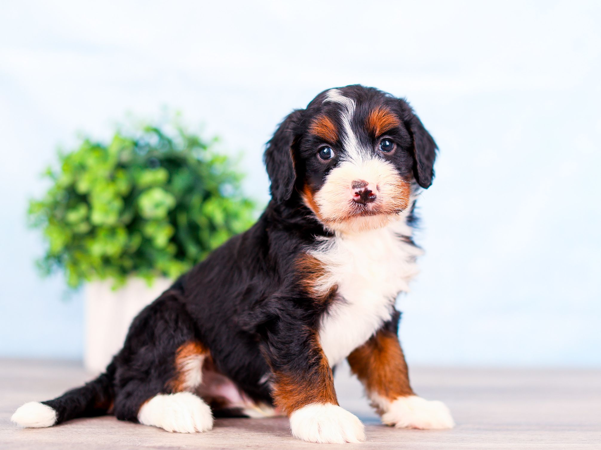 Teo the puppy