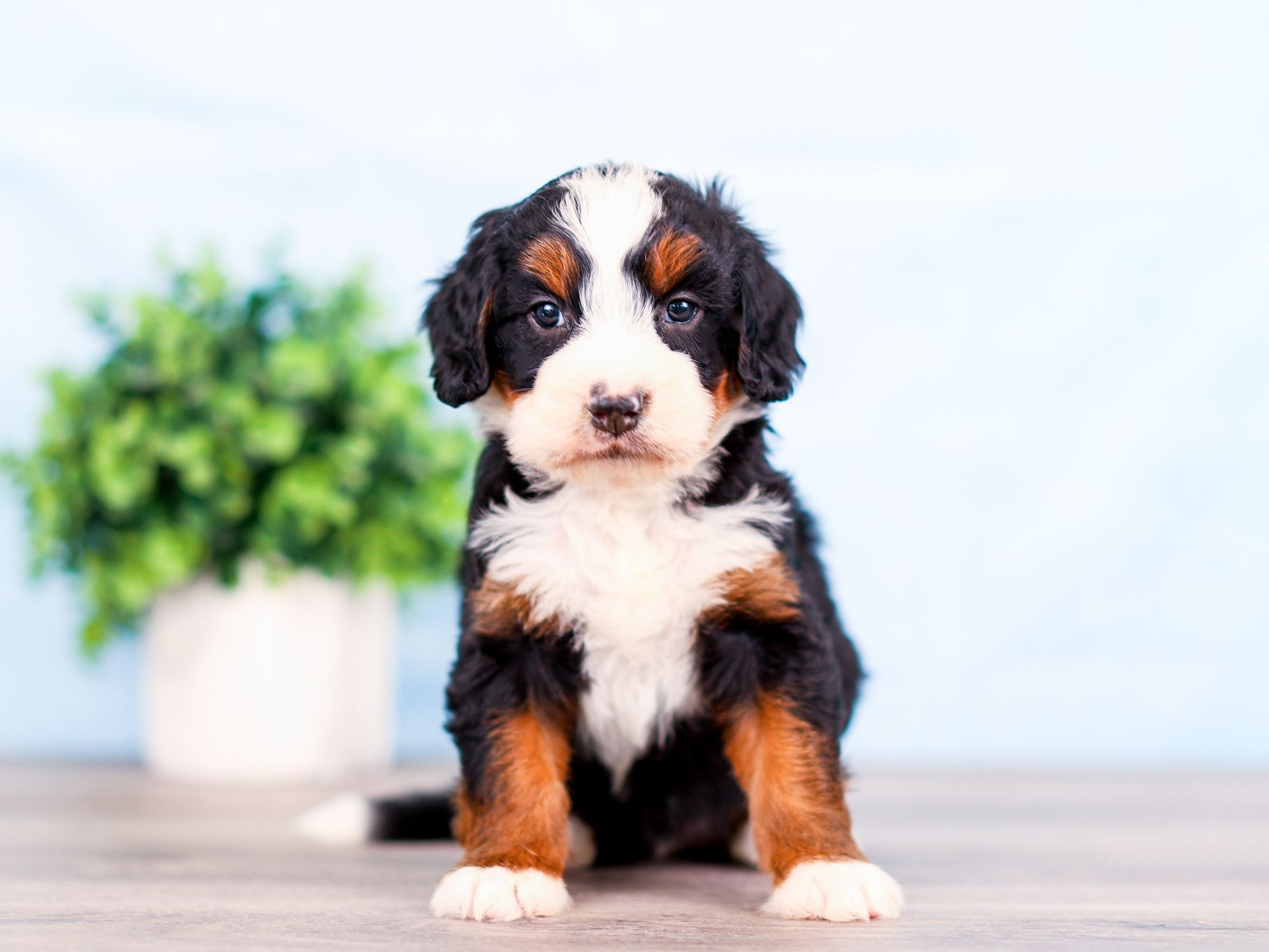 Willow the puppy