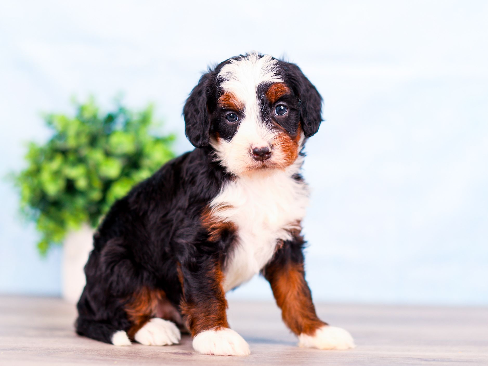 Sophie the puppy
