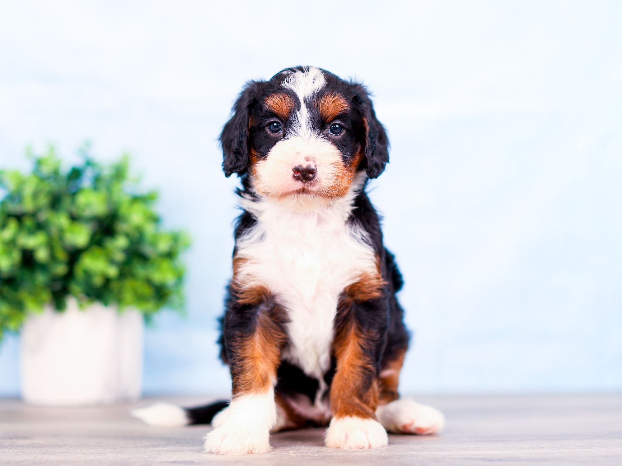 Winnie the puppy
