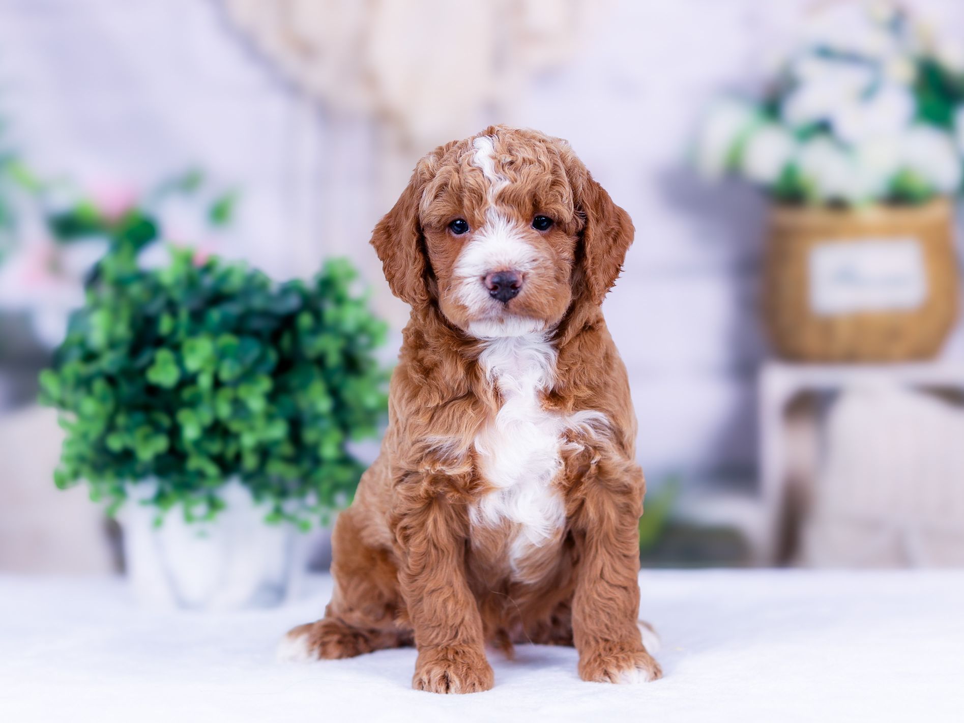 PSX_20251111_172707_compress65 Kobe the puppy