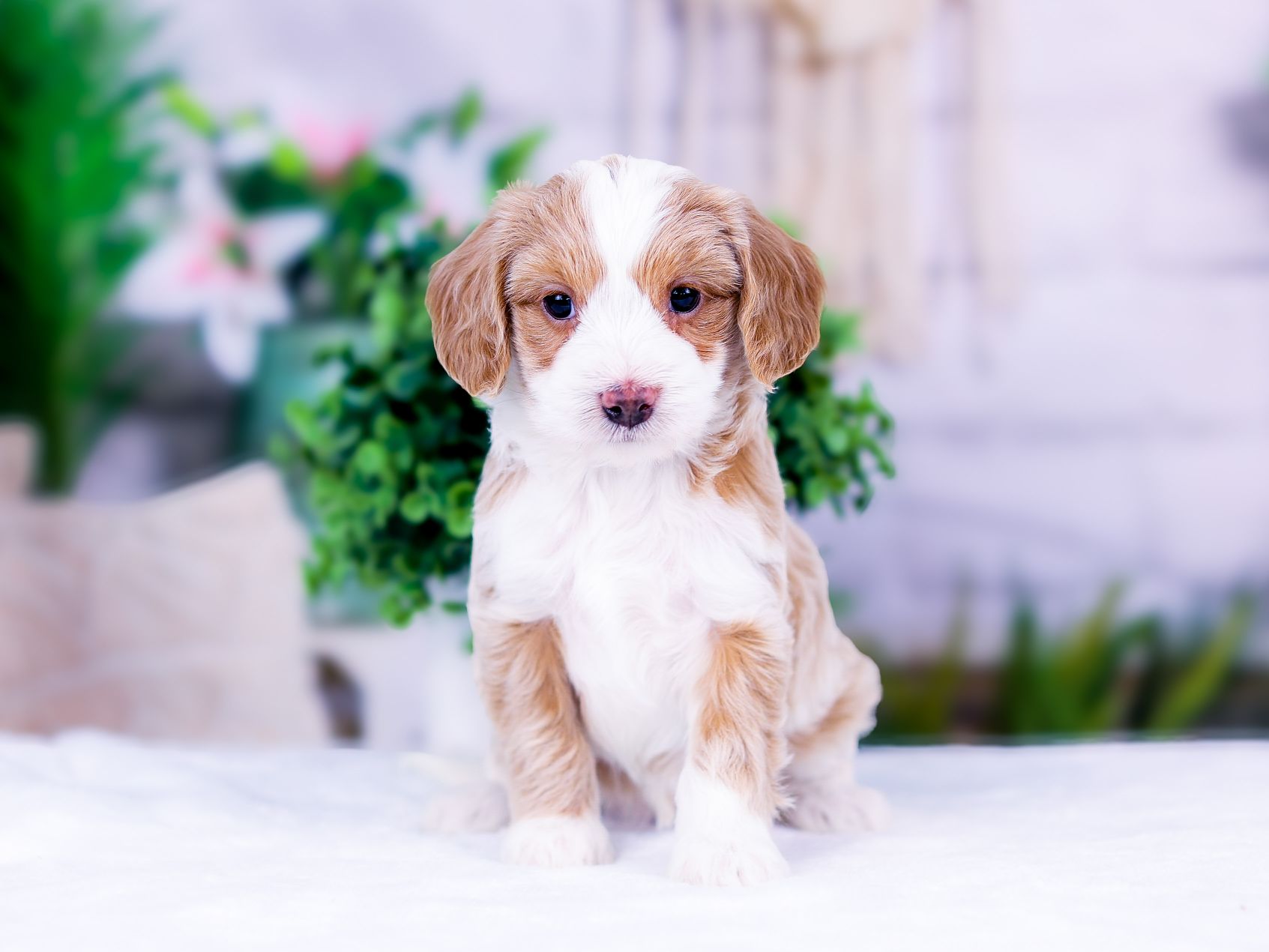 PSX_20251111_172853_compress5 Nala the puppy