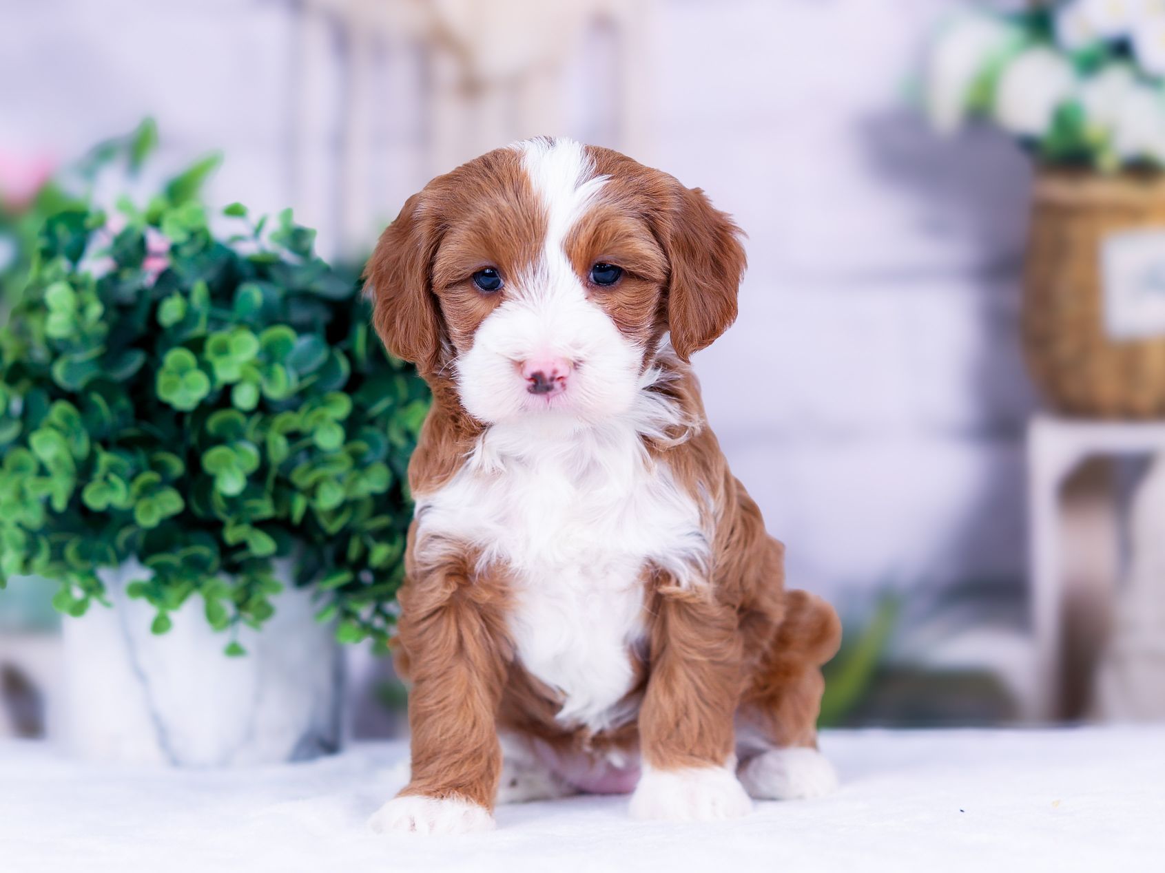 PSX_20251111_173206_compress95 Luna the puppy