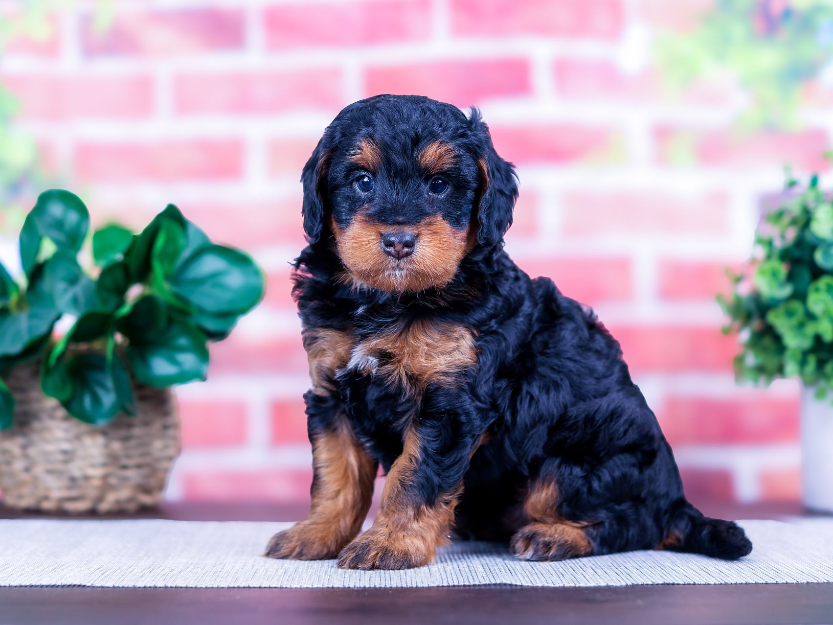 PSX_20251111_173401_compress57 Archer the puppy