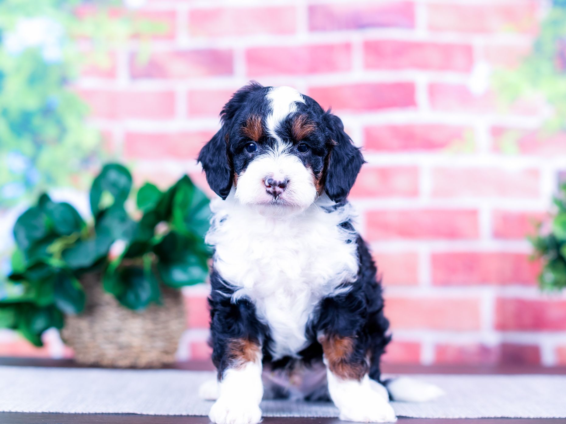 PSX_20251111_173514_compress96 Remy the puppy