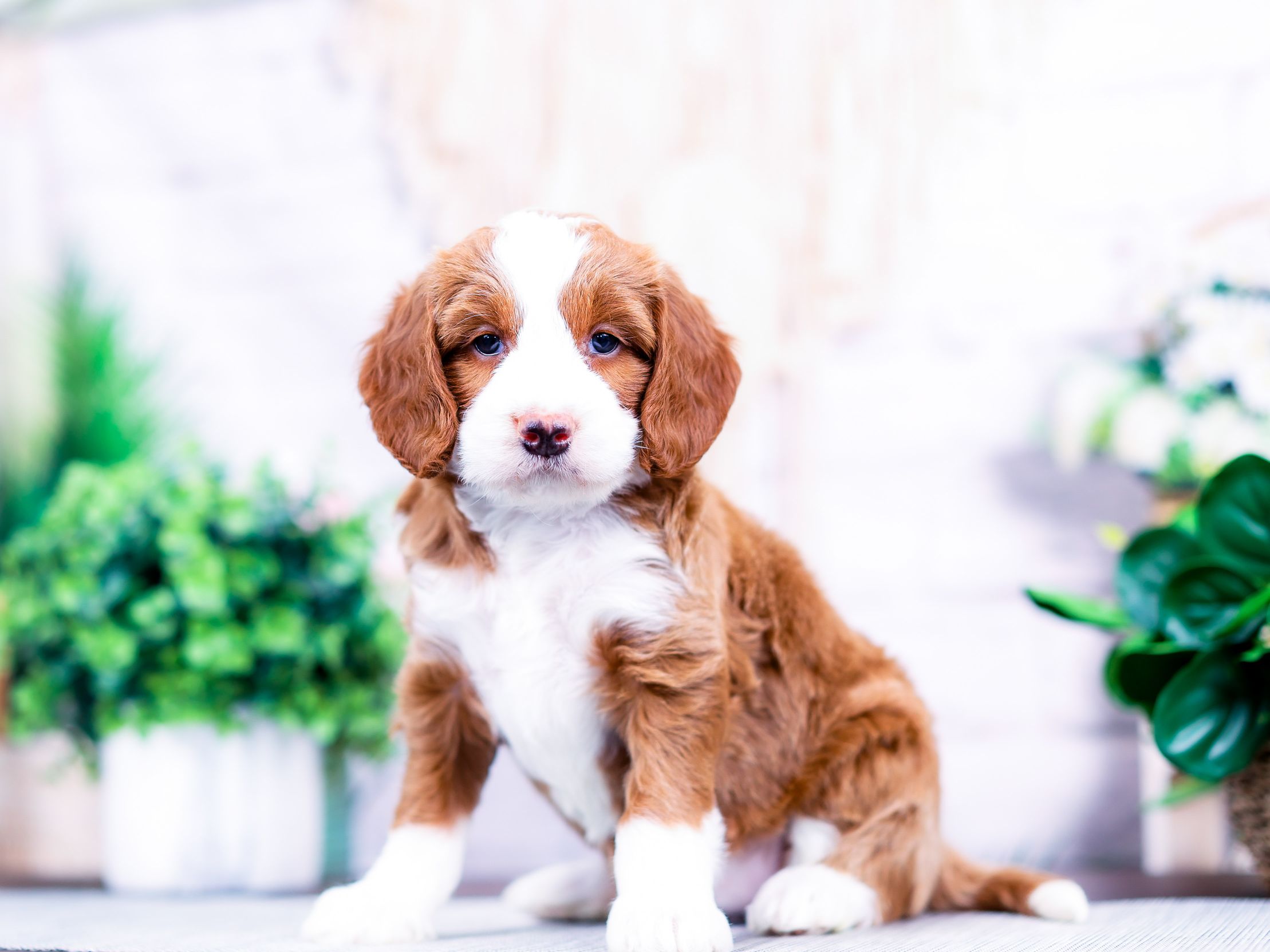 PSX_20260404_191042_compress72 Evelyn the puppy